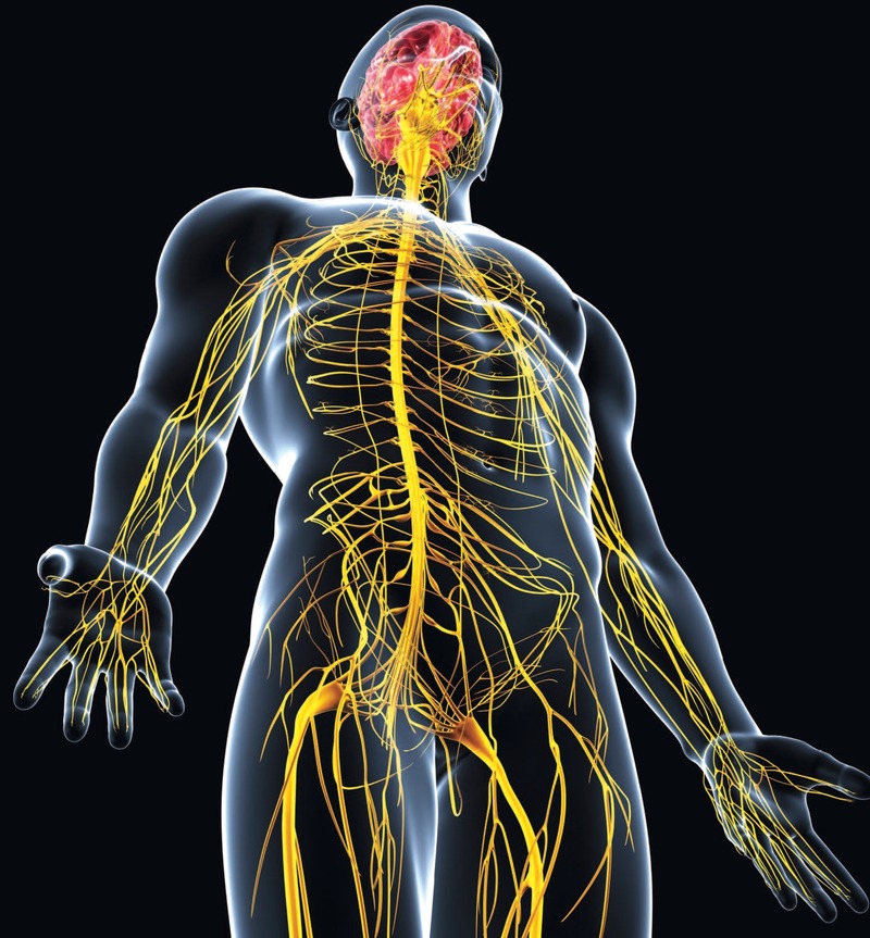 العصبي بين التواصل عن هو الجهاز أجزاء الجسم المسئول تأثيرات المواد