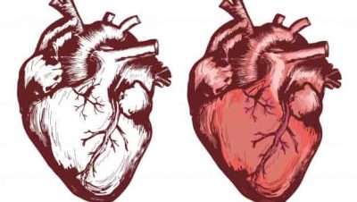 كيف ينتقل الدم خلال القلب